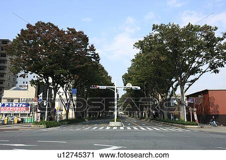 Zelkova Trees Outside Jr Maebashi Station North Entrance View Large Photo Image Stock Image - Zelkova Trees Outside Jr Maebashi Station North Entrance. Fotosearch