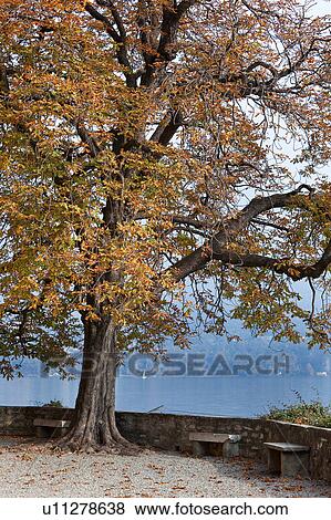 Beautiful old horsechestnut tree in autumn splendour beside stone wall overlooking blue calm waters of lake Como on misty fall afternoon in sunlight, Northern Italy View Large Photo Image Stock Photo - Beautiful old horsechestnut tree in autumn splendour beside stone wall overlooking blue calm waters of lake Como on misty fall afternoon in sunlight, Northern Italy. Fotosearch