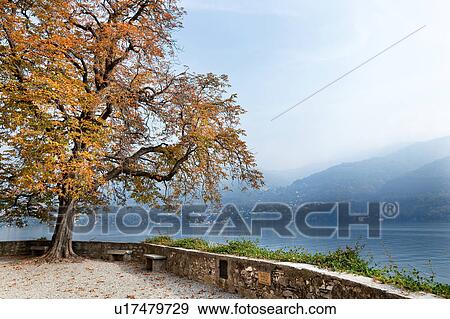 Stock Photo - Beautiful old horsechestnut tree in autumn splendour beside stone wall overlooking blue calm waters of lake Como on misty fall afternoon in sunlight, Northern Italy. Fotosearch