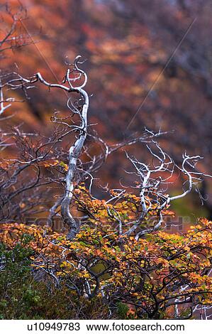 Stock Image - Beech tree detail in full autumn colours, forest near Lago Grey, Torres del Paine, Southern Chile, Patagonia. Fotosearch