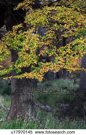 Stock Photography - Beech tree detail in full autumn colours, forest near Lago Grey, Torres del Paine, Southern Chile, Patagonia. Fotosearch