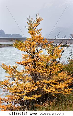 Stock Image - Beech trees in full autumn colours beside Lago Grey with snow covered mountains in foggy distance, Torres del Paine, Southern Chile, Patagonia. Fotosearch