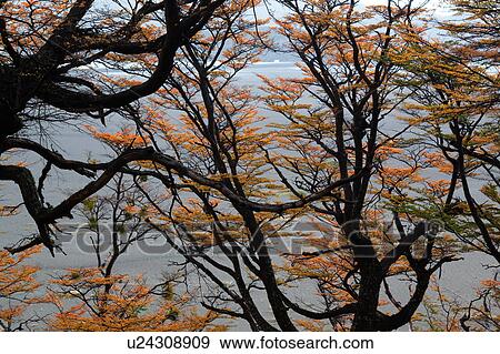 Beech trees in full autumn colours framing Lago Grey with blue iceberg in distance, Torres del Paine, Southern Chile, Patagonia View Large Photo Image Stock Photo - Beech trees in full autumn colours framing Lago Grey with blue iceberg in distance, Torres del Paine, Southern Chile, Patagonia. Fotosearch