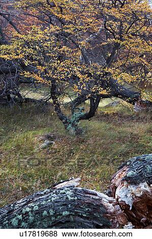Beech trees (nirre), autumn colours, Torres del Paine, Southern Chile, Patagonia View Large Photo Image Stock Photo - Beech trees (nirre), autumn colours, Torres del Paine, Southern Chile, Patagonia. Fotosearch