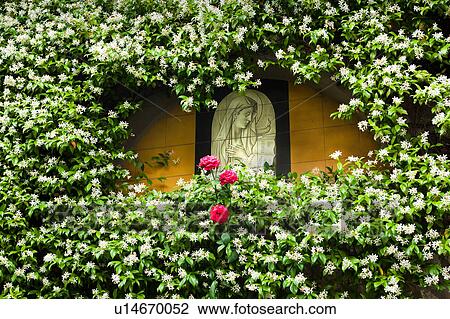 Stock Image - Ceramic tile of Madonna, surrounded by flowering jasmine on exterior stone wall of house in Italian village, Umbria, Italy. Fotosearch