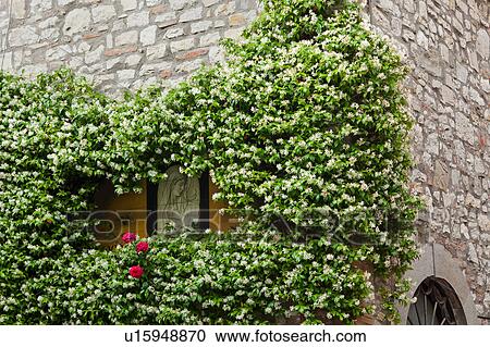 Stock Image - Ceramic tile of Madonna, surrounded by flowering jasmine on exterior stone wall of house in Italian village, Umbria, Italy. Fotosearch