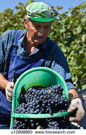 Stock Image - Close up of older man in blue overalls and blue checked shirt, green cap, emptying basket of blue grapes, beside grapevines, sunny morning, Umbria, Italy. Fotosearch