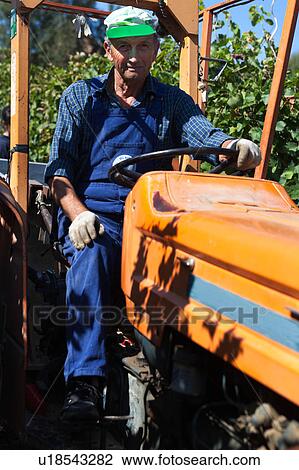 Close up of older man in blue overalls and blue checked shirt, green cap, driving orange tractor beside grapevines, sunny morning, Umbria, Italy View Large Photo Image Stock Image - Close up of older man in blue overalls and blue checked shirt, green cap, driving orange tractor beside grapevines, sunny morning, Umbria, Italy. Fotosearch