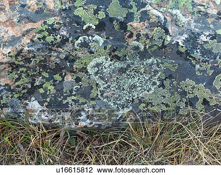 Close up of rock covered by moss and lichen creating pattern of green, white and pink colour and texture, Argentina, Patagonia View Large Photo Image Stock Image - Close up of rock covered by moss and lichen creating pattern of green, white and pink colour and texture, Argentina, Patagonia. Fotosearch
