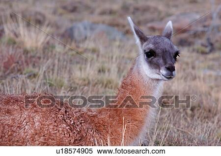 Close up of single Guanaco on scrub grass, Torres del Paine, Southern Chile, Patagonia View Large Photo Image Stock Photography - Close up of single Guanaco on scrub grass, Torres del Paine, Southern Chile, Patagonia. Fotosearch