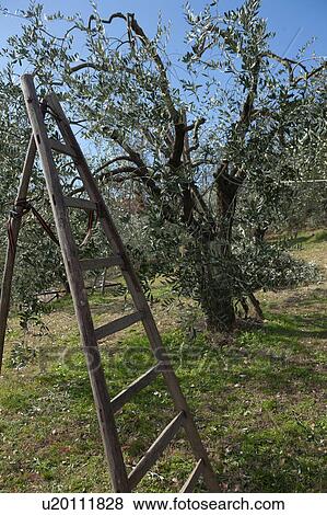 Stock Photo - Close up of wooden ladder standing beside pruned olive tree on bright sunny spring morning, with bright blue sky, Umbria, italy. Fotosearch