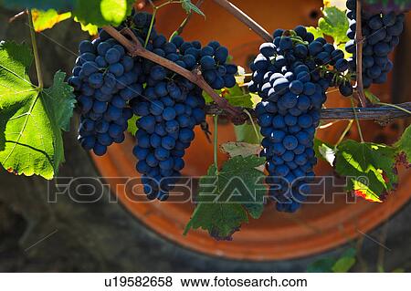 Stock Photo - Close up view of blue grapes hanging on vine in morning sunshine ready for harvesting, with orange wheel of farm tractor in background, Umbria, Italy. Fotosearch
