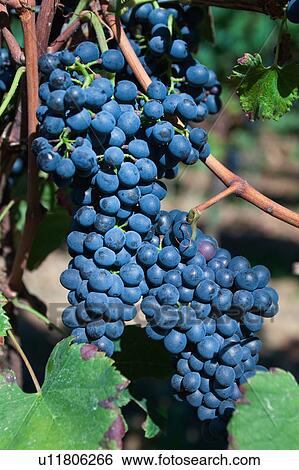 Stock Photograph - Close up view of blue grapes hanging on vine in morning sunshine ready for harvesting, Umbria, Italy. Fotosearch