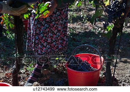 Close up view of lady harvesting grapes in morning sunshine, with colourful floral patterned dress and striped socks visible through vine, red plastic basket full of grapes on ground, Umbia, Italy View Large Photo Image Stock Photo - Close up view of lady harvesting grapes in morning sunshine, with colourful floral patterned dress and striped socks visible through vine, red plastic basket full of grapes on ground, Umbia, Italy. Fotosearch