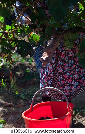 Stock Photography - Close up view of lady harvesting grapes in morning sunshine, with colourful floral patterned dress and striped socks visible through vine, red plastic basket full of grapes on ground, Umbia, Italy. Fotosearch