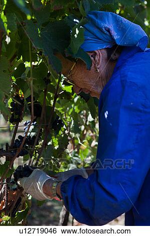 Close up view of older lady harvesting grapes in morning sunshine, holding bunch of grapes in hand, Umbia, Italy View Large Photo Image Stock Photograph - Close up view of older lady harvesting grapes in morning sunshine, holding bunch of grapes in hand, Umbia, Italy. Fotosearch