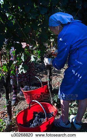 Stock Image - Close up view of two ladies harvesting grapes in morning sunshine, one with blue dress and headscarf, the other opposite in colourful floral patterned dress and striped socks, red plastic baskets full of grapes on ground, Umbia, Italy. Fotosearch