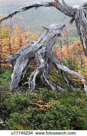 Picture - Dead tree trunks and beech trees in full autumn colours, with strange shape of dead wood, forest near Lago Grey, Torres del Paine, Southern Chile, Patagonia. Fotosearch