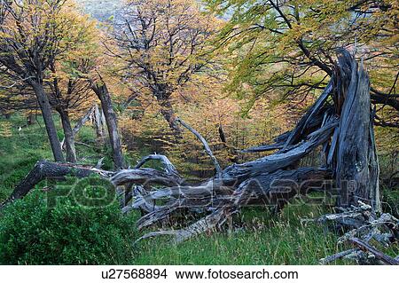 Picture - Dead tree trunks and beech trees in full autumn colours, forest near Lago Grey, Torres del Paine, Southern Chile, Patagonia. Fotosearch