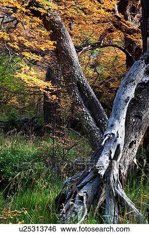 Stock Photograph - Dead tree trunks and beech trees in full autumn colours, forest near Lago Grey, Torres del Paine, Southern Chile, Patagonia. Fotosearch