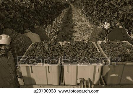 Desaturated aerial view of baskets of grapes on tractor, people picking grapes on either side of vines which stretch to background, "antique faded" image, Italy View Large Photo Image Stock Photo - Desaturated aerial view of baskets of grapes on tractor, people picking grapes on either side of vines which stretch to background, "antique faded" image, Italy. Fotosearch