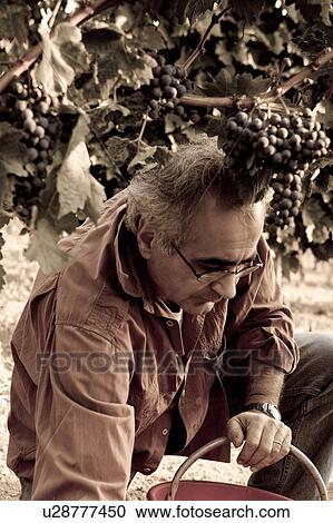 Stock Image - Desaturated view from front, of man cutting bunches of grapes hanging on vine, hand leaning on bucket visible, close up, "antique faded" image, Italy. Fotosearch