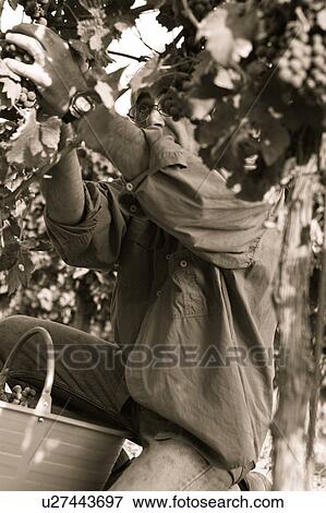Stock Photo - Desaturated view from front, of man cutting bunches of grapes hanging on vine, hands visible, full bucket on ground, close up, "antique faded" image, Italy. Fotosearch