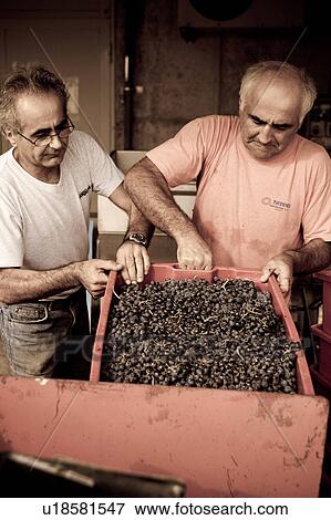 Desaturated view from front, of two men lifting baskets of grapes from tractor, "antique faded" image, Italy View Large Photo Image Stock Photo - Desaturated view from front, of two men lifting baskets of grapes from tractor, "antique faded" image, Italy. Fotosearch