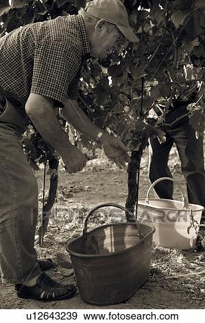Stock Photo - Desaturated view from rear, of man cutting bunches of grapes hanging on vine, hands holding secateurs visible, close up, "antique faded", Italy, Italy. Fotosearch