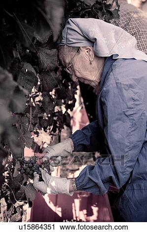 Stock Image - Desaturated view from side, of lady wearing headscarf, cutting bunches of grapes hanging on vine, hands holding secateurs visible, close up, "antique faded" image, Italy. Fotosearch