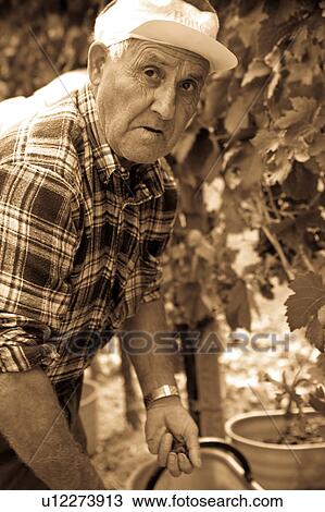 Desaturated view from side, of man in checked shirt, holding bucket beside grape vines, close up, "antique faded" image, Italy View Large Photo Image Stock Image - Desaturated view from side, of man in checked shirt, holding bucket beside grape vines, close up, "antique faded" image, Italy. Fotosearch
