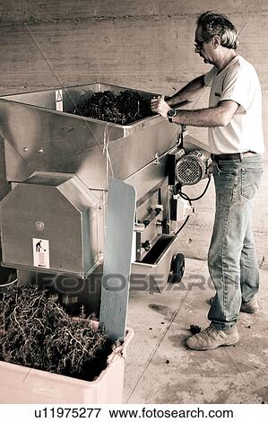 Stock Photo - Desaturated view from side, of man feeding bunches of grapes into machine to strip stems, "antique faded" image, Italy. Fotosearch