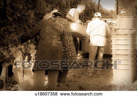 Stock Photo - Desaturated view of baskets of grapes on tractor, people picking grapes on either side of vines in foreground, "antique faded" image, Italy. Fotosearch