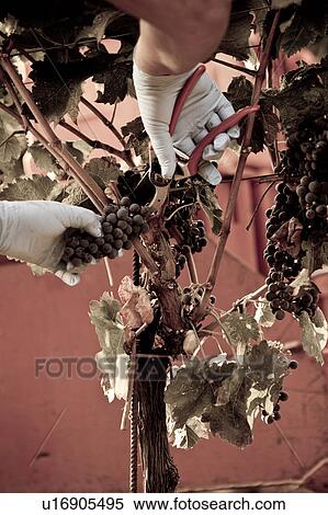 Stock Photography - Desaturated view of bunches of grapes hanging on vine, and hands holding secateurs, close up, "antique faded" image, Italy. Fotosearch