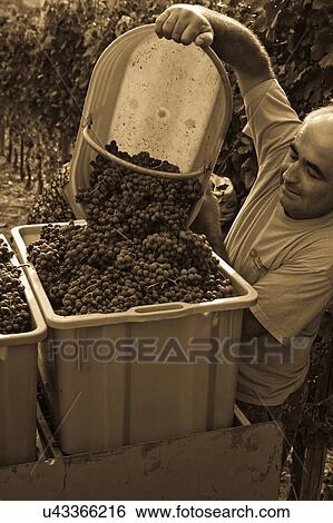 Desaturated view of man emptying basket of grapes onto tractor, vines visible in background, "antique faded" image, Italy View Large Photo Image Stock Photograph - Desaturated view of man emptying basket of grapes onto tractor, vines visible in background, "antique faded" image, Italy. Fotosearch