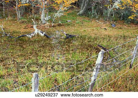 Stock Photo - Detail of bare tree branch in marsh with reeds in water, foreground fence, autumn colours of nirre and lenga (beech trees) beyond, Patagonia, Southern Chile. Fotosearch
