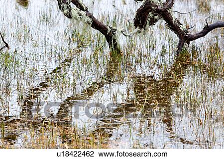 Stock Image - Detail of bare tree in marsh with reeds reflected in water, Spanish moss hanging from trunks, Patagonia, Southern Chile. Fotosearch