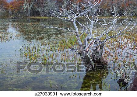 Detail of bare tree in marsh with reeds reflected in water, autumn colours of nirre and lenga (beech trees) beyond, Patagonia, Southern Chile View Large Photo Image Stock Image - Detail of bare tree in marsh with reeds reflected in water, autumn colours of nirre and lenga (beech trees) beyond, Patagonia, Southern Chile. Fotosearch