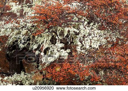 Stock Image - Detail of beech trees in full autumn colours, with Spanish moss hanging, Southern Chile, Patagonia. Fotosearch