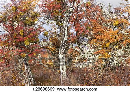 Detail of beech trees in full autumn colours, with Spanish moss and mistletoe, Southern Chile, Patagonia View Large Photo Image Stock Photo - Detail of beech trees in full autumn colours, with Spanish moss and mistletoe, Southern Chile, Patagonia. Fotosearch