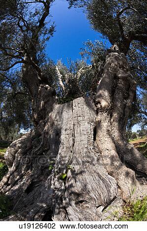 Detail view of ancient olive tree from below, showing gnarled and massive trunk, and foliage above, with blue sky, sunny spring afternoon, Salento, Puglia, Southern Italy View Large Photo Image Stock Image - Detail view of ancient olive tree from below, showing gnarled and massive trunk, and foliage above, with blue sky, sunny spring afternoon, Salento, Puglia, Southern Italy. Fotosearch