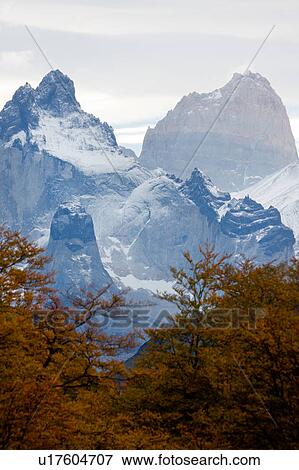 Stock Photo - Early morning panorama view of snow covered Los Cuernos, Torres del Paine, beech trees in full autumn colours, Southern Chile, Patagonia. Fotosearch