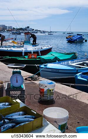 Picture - Fisherman on boat, sorted fish and weigh scales on quayside, wooden painted blue fishing boats moored in background in Porto Cesareo harbour, sunny spring morning, Salento, Puglia, Southern Italy. Fotosearch