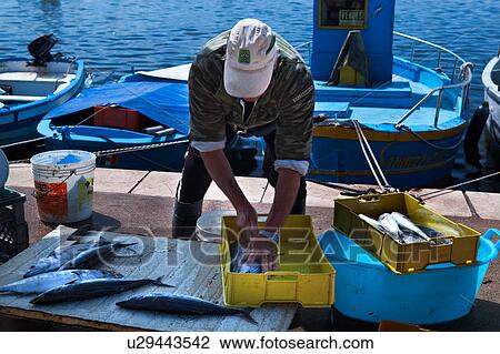 Stock Image - Fisherman sorting fish on quayside, wooden painted blue fishing boats moored in background in Porto Cesareo harbour, sunny spring morning, Salento, Puglia, Southern Italy. Fotosearch