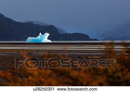 Stock Image - Floating blue iceberg in front of Lago Grey glacier, with snowcapped mountains beyond, on misty day, with beech trees with autumn colours in foreground, Torres del Paine, Southerm Chile, Patagonia. Fotosearch