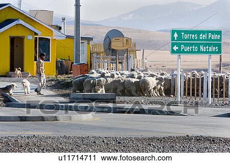 Gaucho herding sheep at Cerro Castillo, in front of yellow wooden building, with green road signs to Torres del Paine and Puerto Natales, Argentinian border, Chile, Patagonia View Large Photo Image Stock Image - Gaucho herding sheep at Cerro Castillo, in front of yellow wooden building, with green road signs to Torres del Paine and Puerto Natales, Argentinian border, Chile, Patagonia. Fotosearch