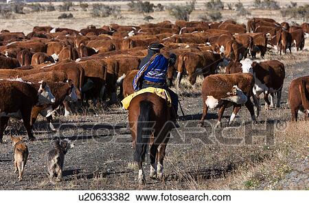 Stock Image - Gaucho on horseback, with dogs, herdng cattle near Chile-Argentinian border, Southern Chile, Patagonia. Fotosearch