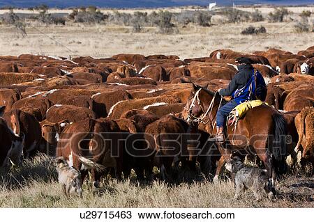 Stock Image - Gaucho on horseback, with dogs, herdng cattle near Chile-Argentinian border, Southern Chile, Patagonia. Fotosearch