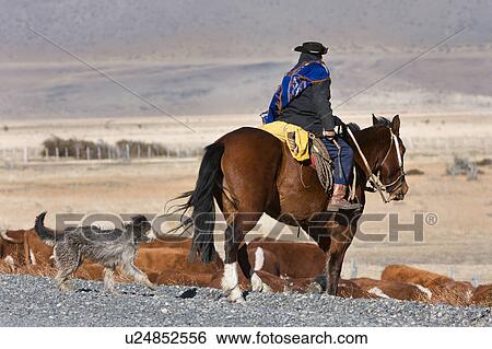Stock Photograph - Gaucho on horseback, with dogs, herdng cattle near Chile-Argentinian border, Southern Chile, Patagonia. Fotosearch
