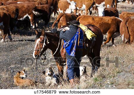Stock Photo - Gaucho with dogs and horse, herdng cattle near Chile-Argentinian border, Southern Chile, Patagonia. Fotosearch